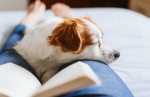 A domesticated dog lays in the lap of her person through canine evolution.