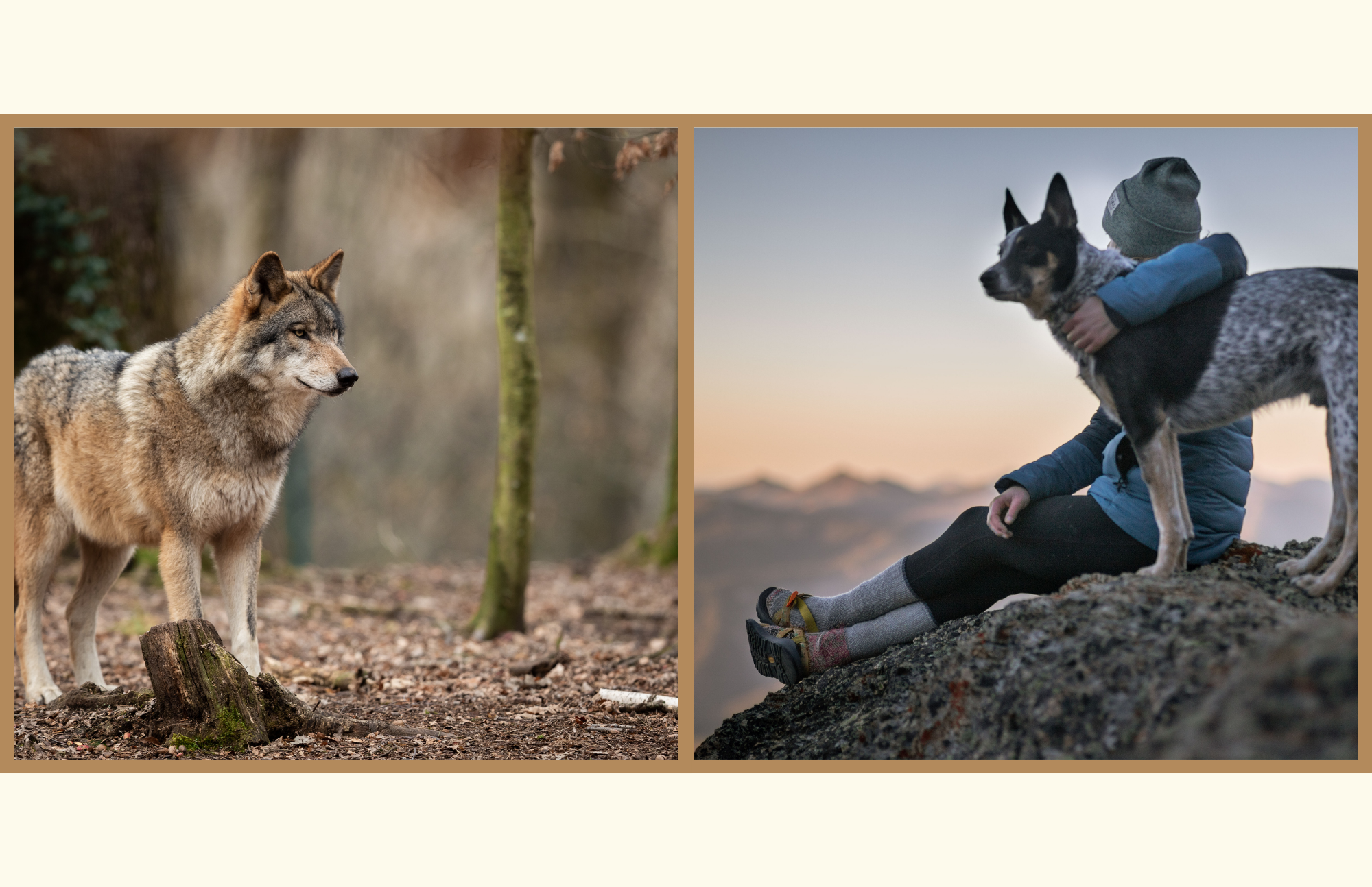 Did man tame wolves? Canine evolution suggests that dogs might be self domesticated.