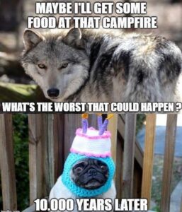 Wolves evolved over time and canine evolution took place to give us our domesticated dogs.