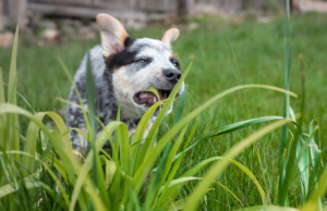A black and white dog chews on tall grass in a grassy yard, with a blurred background of a wooden fence and greenery. One might wonder, is it safe for puppies to eat grass?