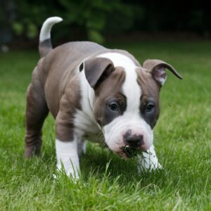 A puppy with a white and brown coat stands on green grass, chewing on some blades of grass, making one wonder, "Why do dogs eat grass?". Do dogs eat grass when they don't feel well?