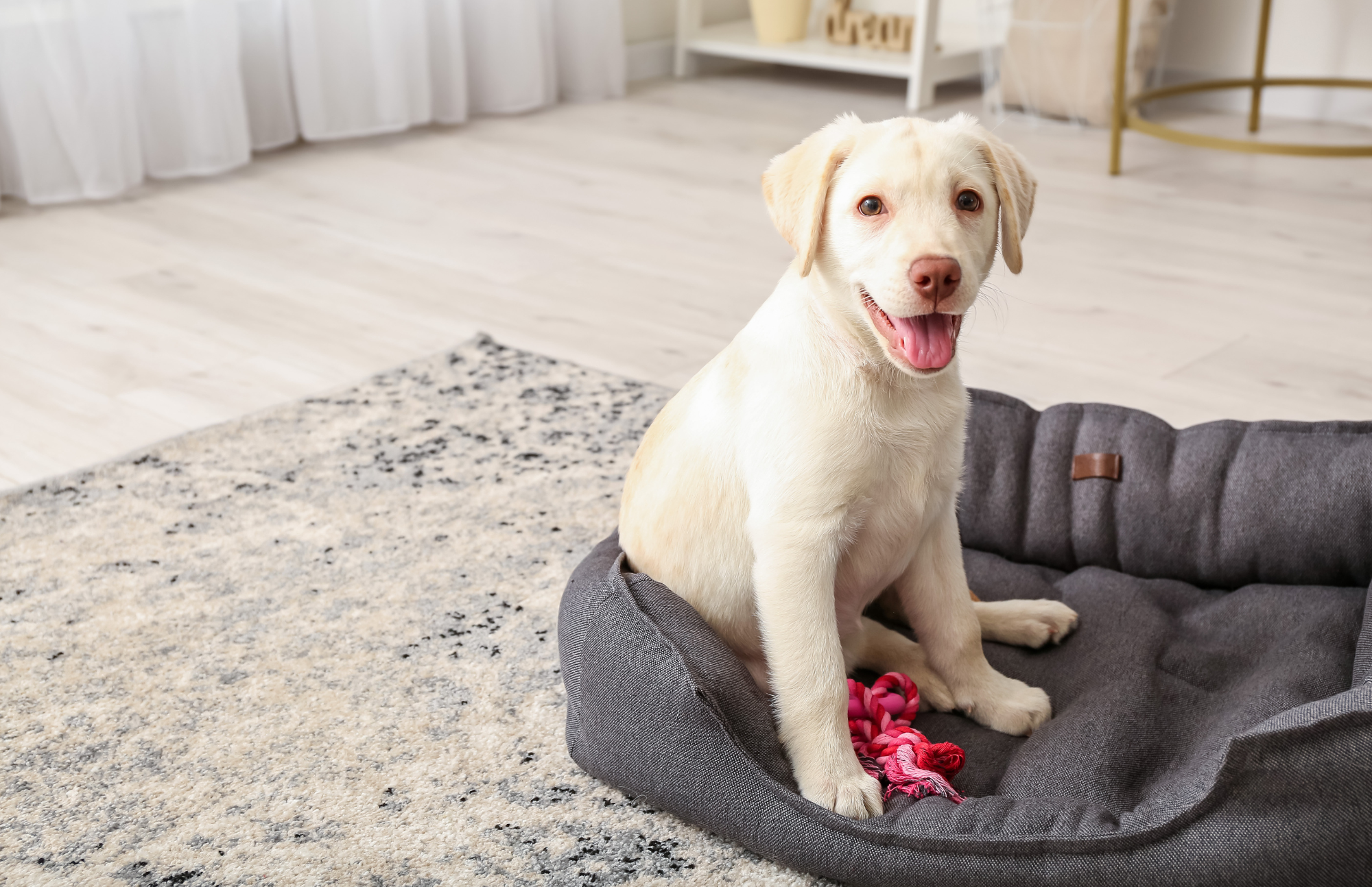 Happy yellow lab puppy sitting in a gray dog bed with a rope toy, demonstrating how to choose the right bed for your puppy by considering comfort, size, and style.