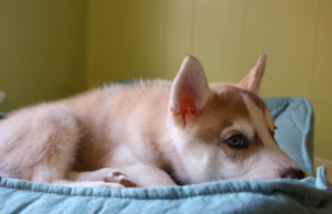 Siberian Husky puppy resting in a soft blue dog bed, highlighting the importance of choosing a bed that offers comfort and support, especially for puppies needing a cozy, secure place to relax
