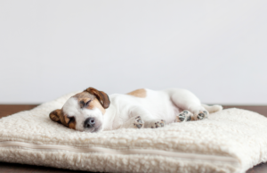 Small puppy peacefully sleeping on a plush, cream-colored dog bed. When choosing a bed for a puppy, look for a cozy, supportive surface that promotes restful sleep and provides a sense of security for growing pups.